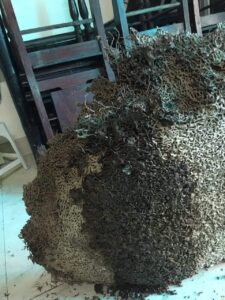 Diệt mối tận gốc tại TPHCM