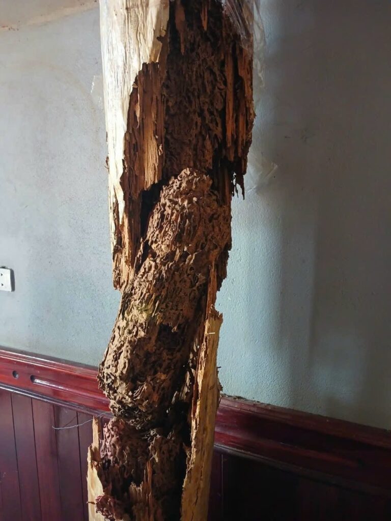 Mối ăn gỗ cột nhà