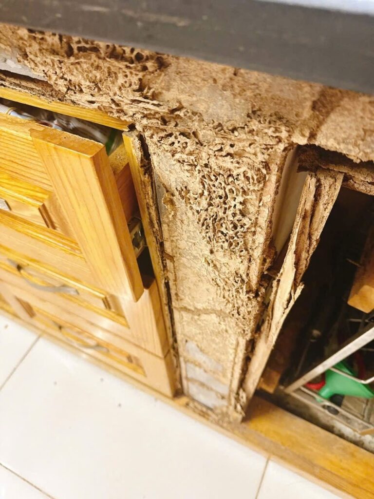 Nẹp tủ bếp bị mối ăn rỗng, lộ các đường hầm bên trong gỗ
