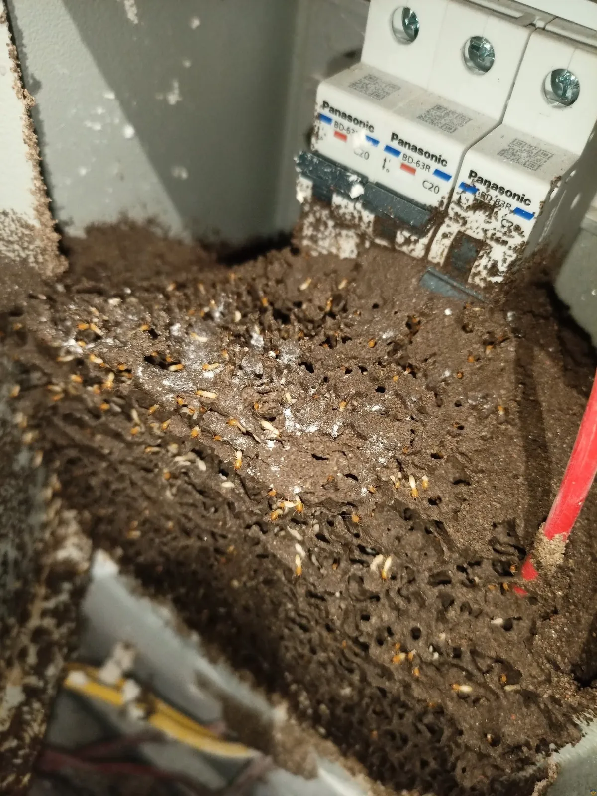Mối trong tủ điện Mối và vật liệu đất đắp bên dưới các thiết bị trong tủ điện