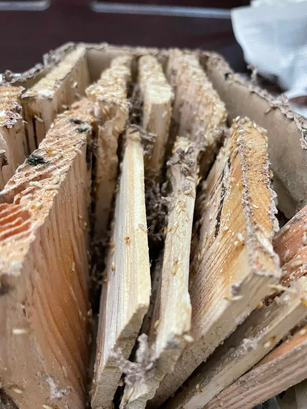 Các thanh gỗ trong hộp nhử bị mối ăn và có đất bám trên bề mặt