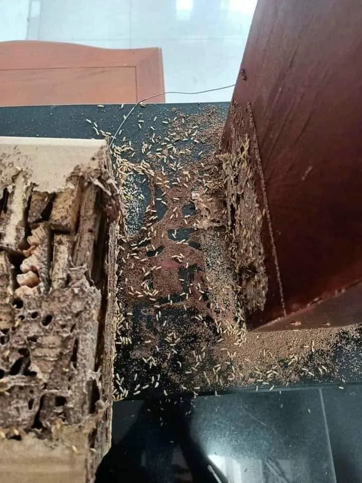 Kiểm tra hộp nhử mối ở chân cột Hộp nhử sát chân cột gỗ được mở để kiểm tra mối trên các thanh gỗ