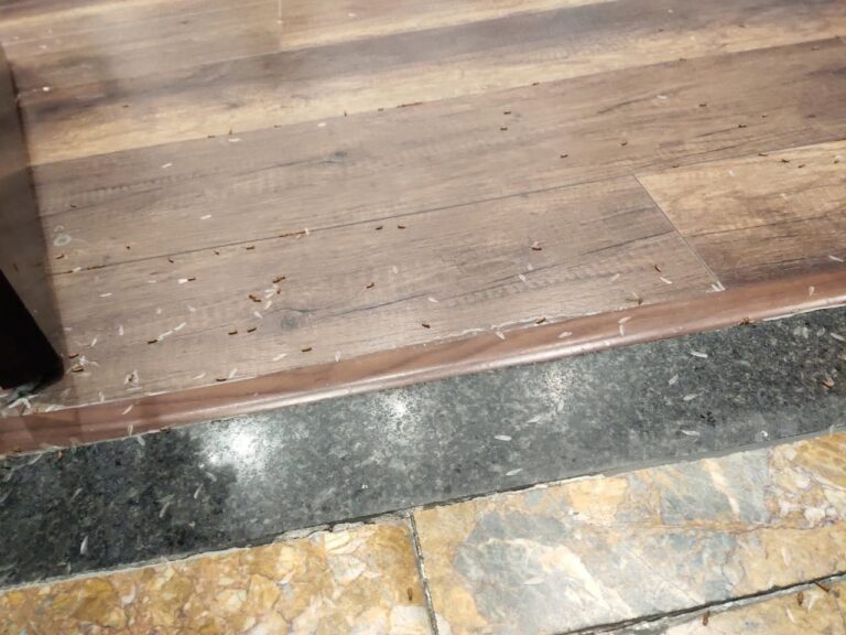 Cánh rụng và các cá thể mối cánh xuất hiện quanh bậc cửa gỗ trong nhà
