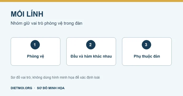 Sơ đồ vai trò mối lính: phòng vệ, nhận thức ăn từ cá thể làm việc và khác cá thể sinh sản