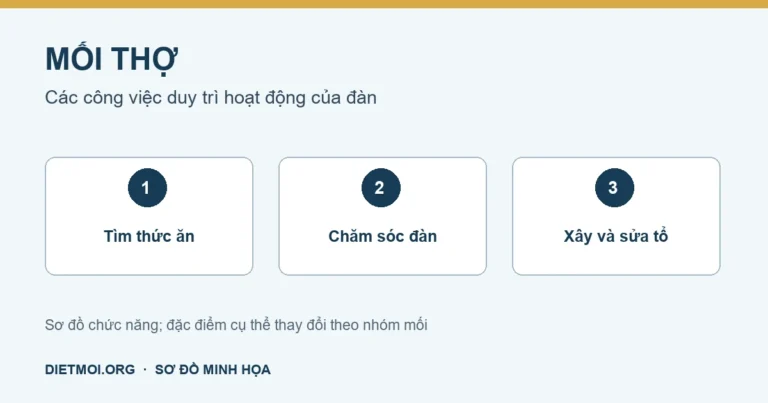 Sơ đồ công việc của mối thợ: kiếm thức ăn, nuôi các cá thể khác và xây sửa tổ