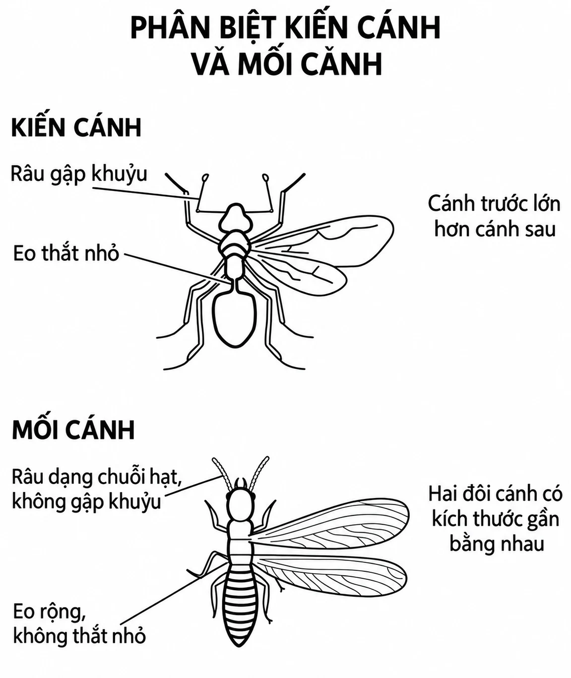 Sơ đồ tiếng Việt phân biệt mối cánh và kiến cánh qua râu gập khuỷu, eo thắt nhỏ và kích thước hai đôi cánh