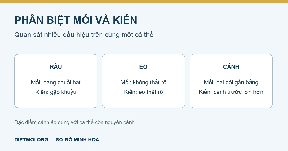 Sơ đồ phân biệt mối và kiến: râu dạng chuỗi hạt hay gập khuỷu, eo rộng hay thắt, hai đôi cánh gần bằng hay khác cỡ