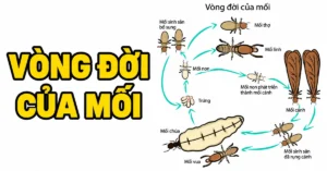 Vòng đời của mối từ trứng đến các nhánh phát triển, với tiêu đề chữ vàng viền đen